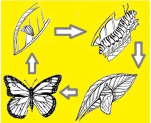 cocoon